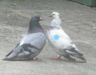 duiven in gesprek_LI